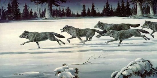 Lead your wolf pack 